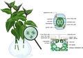 Stomatal complex and section view of stomate and plant leaf structure of wandering Jew plant Tradescantia fluminensis